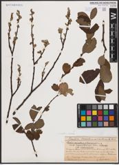 Salix aurita L. x Salix silesiaca Willd.